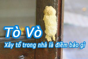 Tò vò làm tổ trong nhà là điềm gì, đánh số nào?