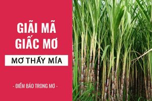 Mơ thấy Mía